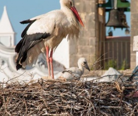 Stork Hostel